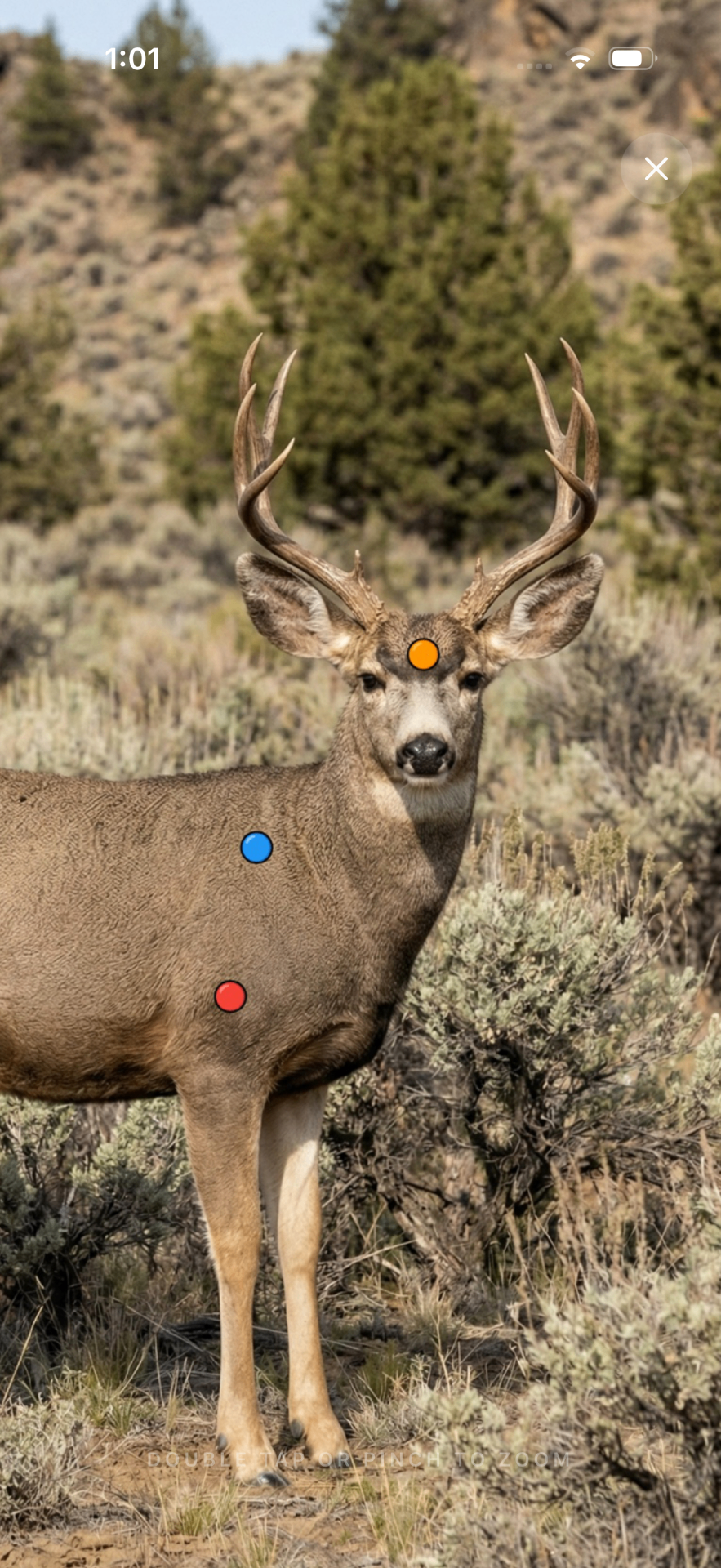 Shot placement diagram with precision vital markers